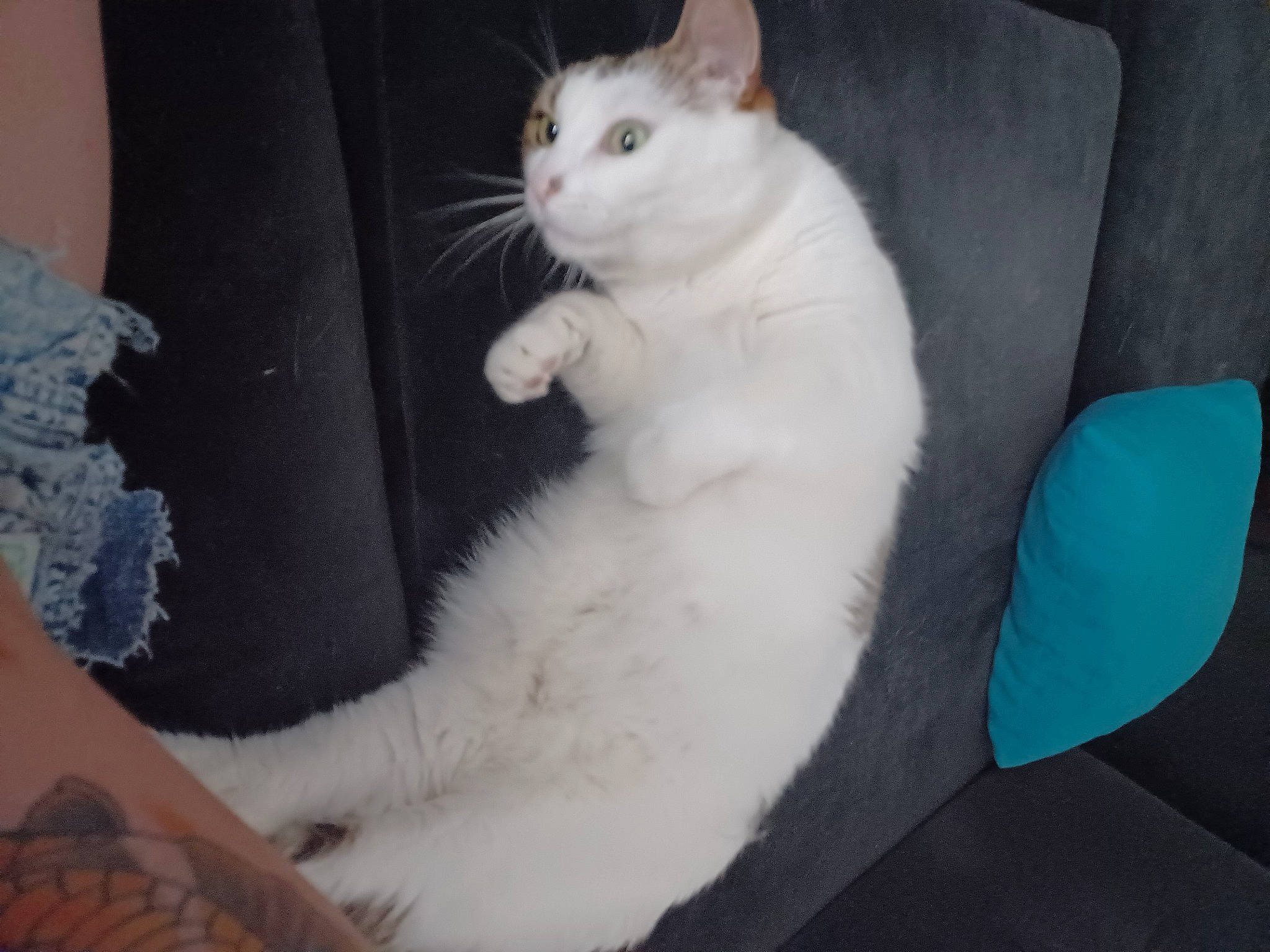 Maya participe au concours pour gagner de l'argent avec cette photo : carnivore, cat, comfort, domestic_short_haired_cat, eye, felidae, fur, iris, paw, sitting, small_to_medium_sized_cats, snout, tail, whiskers