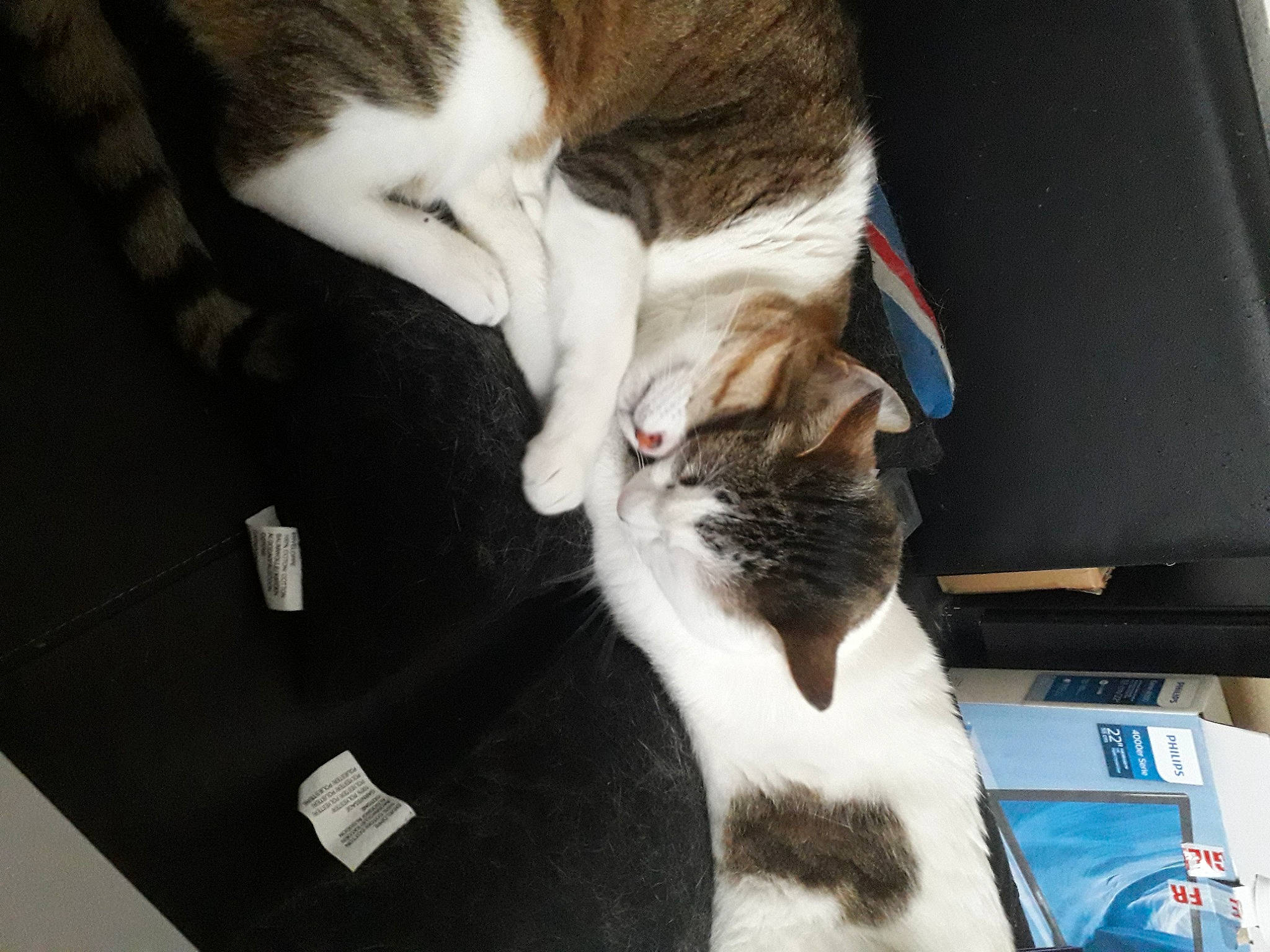 Myu participe au concours pour gagner de l'argent avec cette photo : box, canidae, carnivore, cat, claw, comfort, dog_breed, domestic_short_haired_cat, ear, felidae, fur, jaw, mammal, paw, small_to_medium_sized_cats, snout, sporting_group, tail, vertebrate, whiskers