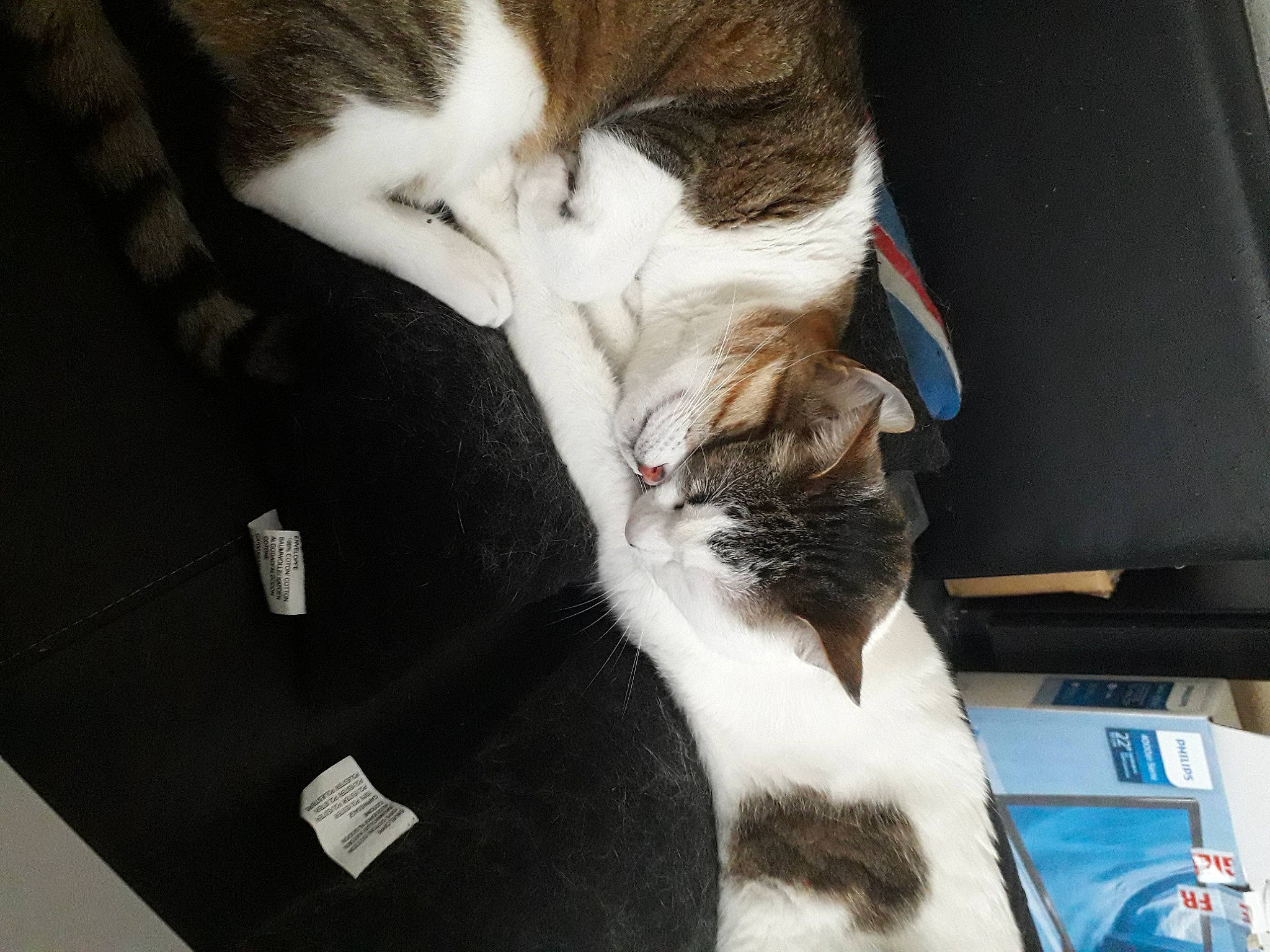 Myu a rejoint le concours — aidez-le/la à gagner de superbes lots ! box, carnivore, cat, comfort, domestic_short_haired_cat, felidae, fur, lap, mammal, nap, paw, small_to_medium_sized_cats, snout, tail, vertebrate, whiskers, windshield