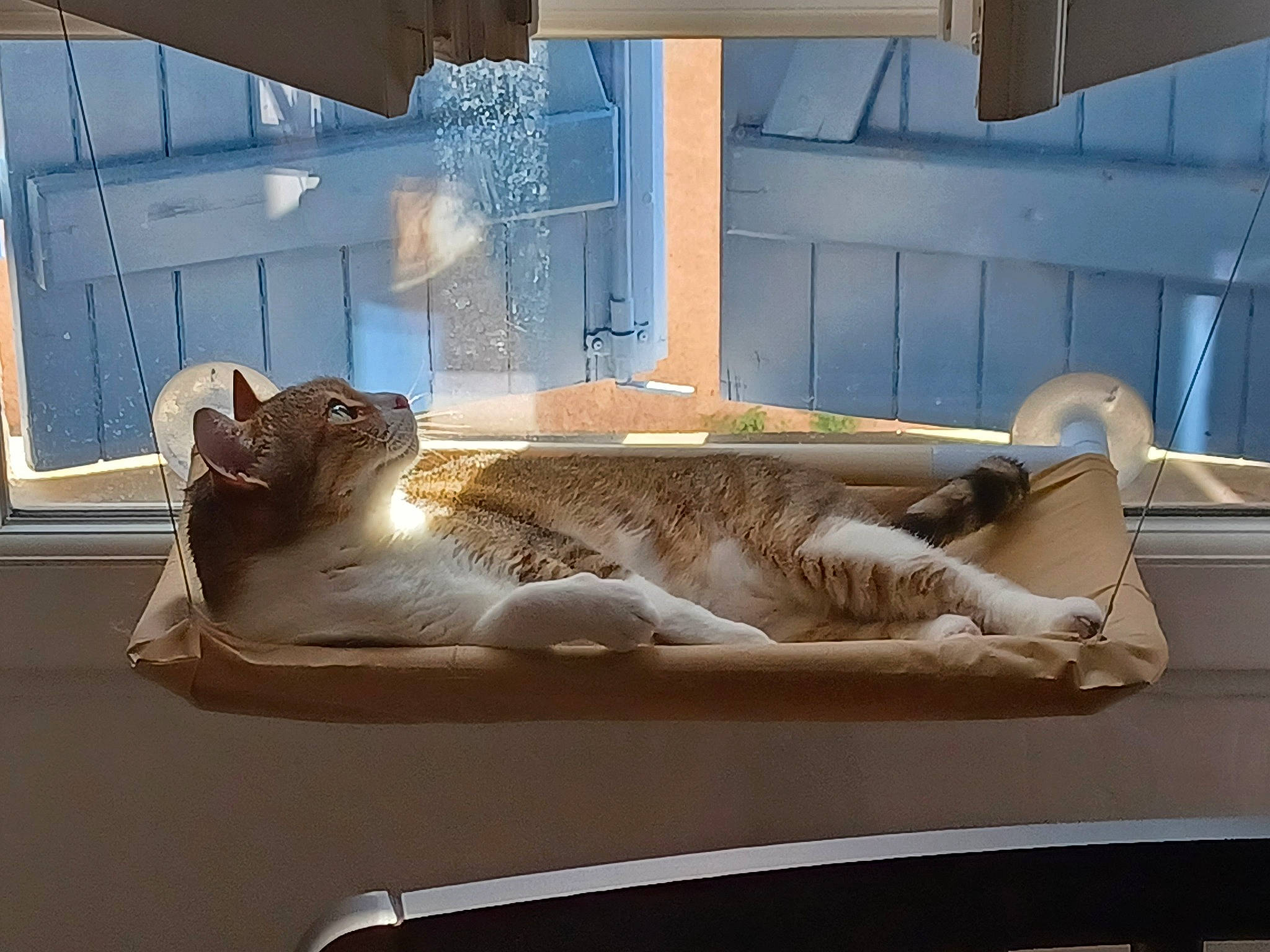 Myu participe au concours pour gagner de l'argent avec cette photo : art, automotive_exterior, carnivore, cat, comfort, couch, fawn, felidae, fur, glass, hardwood, interior_design, linens, shade, small_to_medium_sized_cats, tail, vehicle_door, whiskers, window, wood