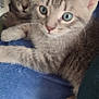 kitten, cat, tabby, gray_cat, blue_blanket, curious, cute, pet, animal, indoor, feline, whiskers, ears, paw, resting, closeup, young, two_kittens, cozy, curtain