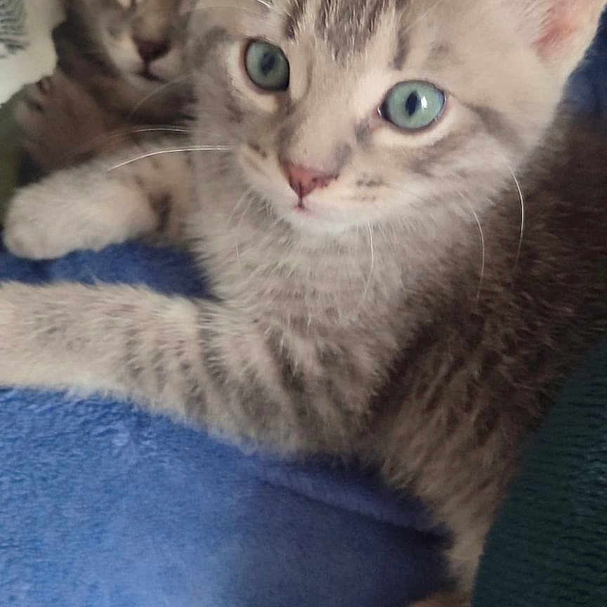 Nuage participe au concours pour gagner de l'argent avec cette photo : animal, blue_blanket, cat, closeup, cozy, curious, curtain, cute, ears, feline, gray_cat, indoor, kitten, paw, pet, resting, tabby, two_kittens, whiskers, young