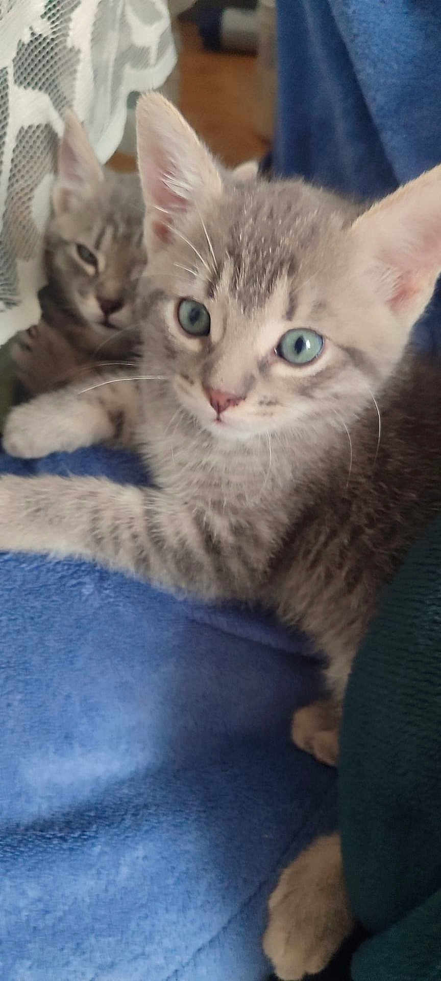 Nuage participe au concours pour gagner de l'argent avec cette photo : kitten, cat, tabby, gray_cat, blue_blanket, curious, cute, pet, animal, indoor, feline, whiskers, ears, paw, resting, closeup, young, two_kittens, cozy, curtain