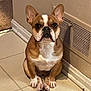 alert_expression, baseboard, brown_and_white, companion, cute, dog, french_bulldog, home_interior, household, indoor, looking_at_camera, paws, pet, portrait, sitting, small_dog, tile_floor, upright_ears, vent, wall