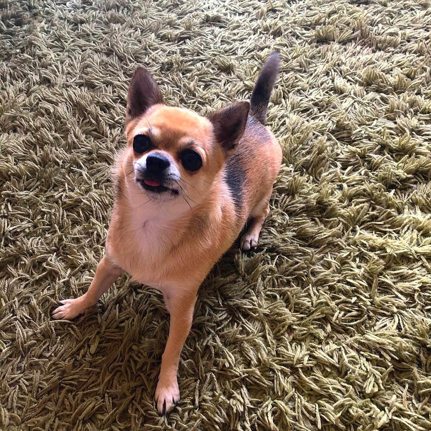 Marley joined the competition — help win amazing prizes! accessories, animal, bodypart, bostonbull, bulldog, canine, chihuahua, dog, face, head, homedecor, hound, outdoors, person, pet, photography, portrait, puppy, soil, sunglasses