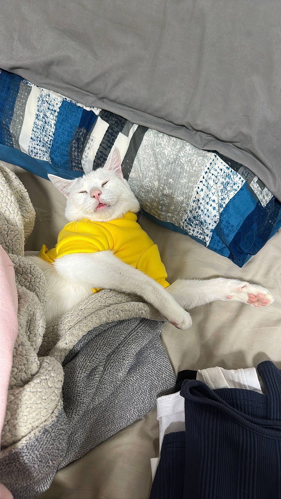 Amos is registered to the contest to win money with this photo: baby_sleeping, bed_sheet, bedding, bedroom, cat, child, comfort, denim, electric_blue, felidae, grey, human_leg, linens, pattern, product, sleeve, small_to_medium_sized_cats, t_shirt, textile, thigh