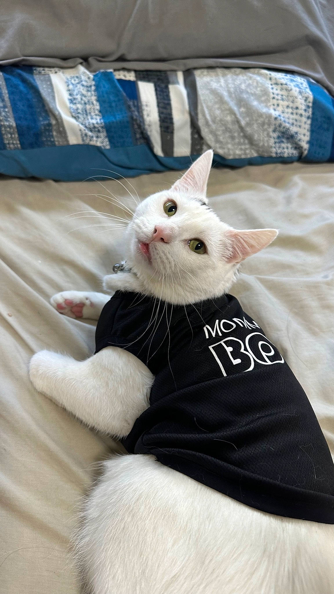 Amos joined the competition — help win amazing prizes! bedding, bow_tie, carnivore, cat, claw, comfort, domestic_short_haired_cat, fang, fawn, felidae, fur, linens, pattern, paw, small_to_medium_sized_cats, snout, tail, textile, throw_pillow, whiskers