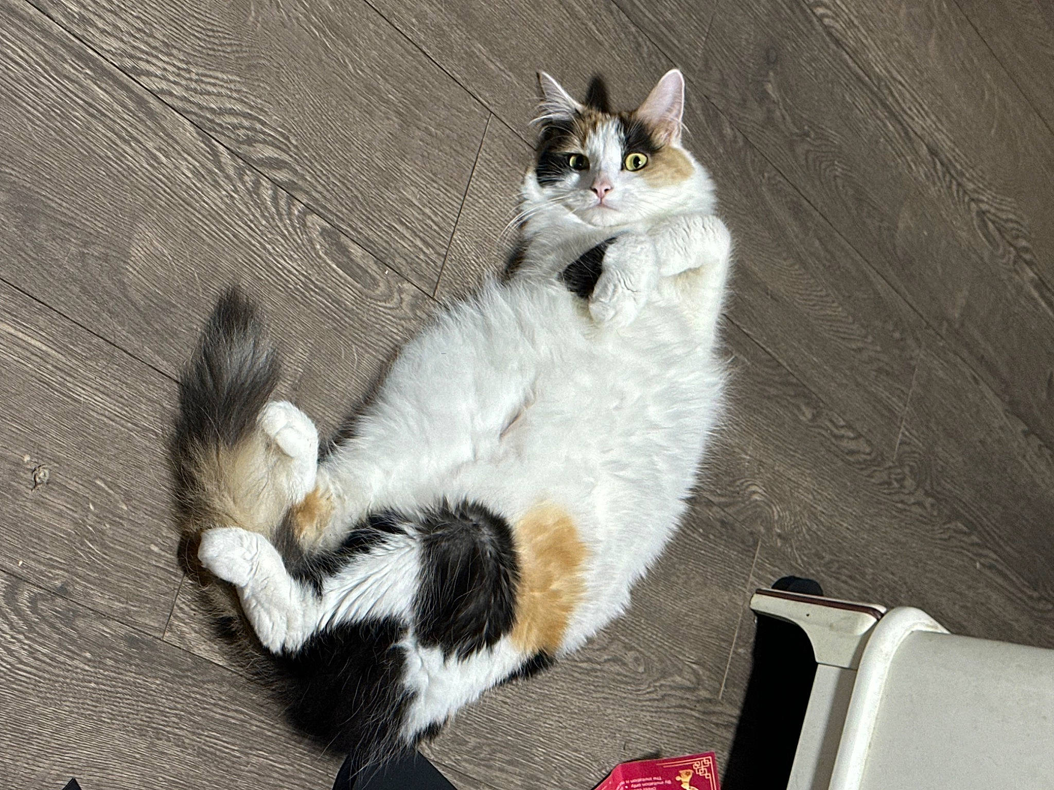 Summer joined the competition — help win amazing prizes! carnivore, cat, claw, comfort, domestic_short_haired_cat, felidae, foot, fur, paw, sitting, small_to_medium_sized_cats, tail, terrestrial_animal, whiskers