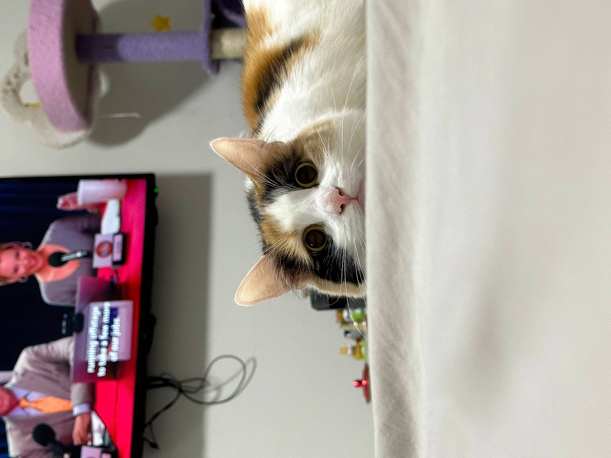 Summer is registered to the contest to win money with this photo: carnivore, cat, domestic_short_haired_cat, fawn, felidae, fur, paw, room, small_to_medium_sized_cats, tail, whiskers