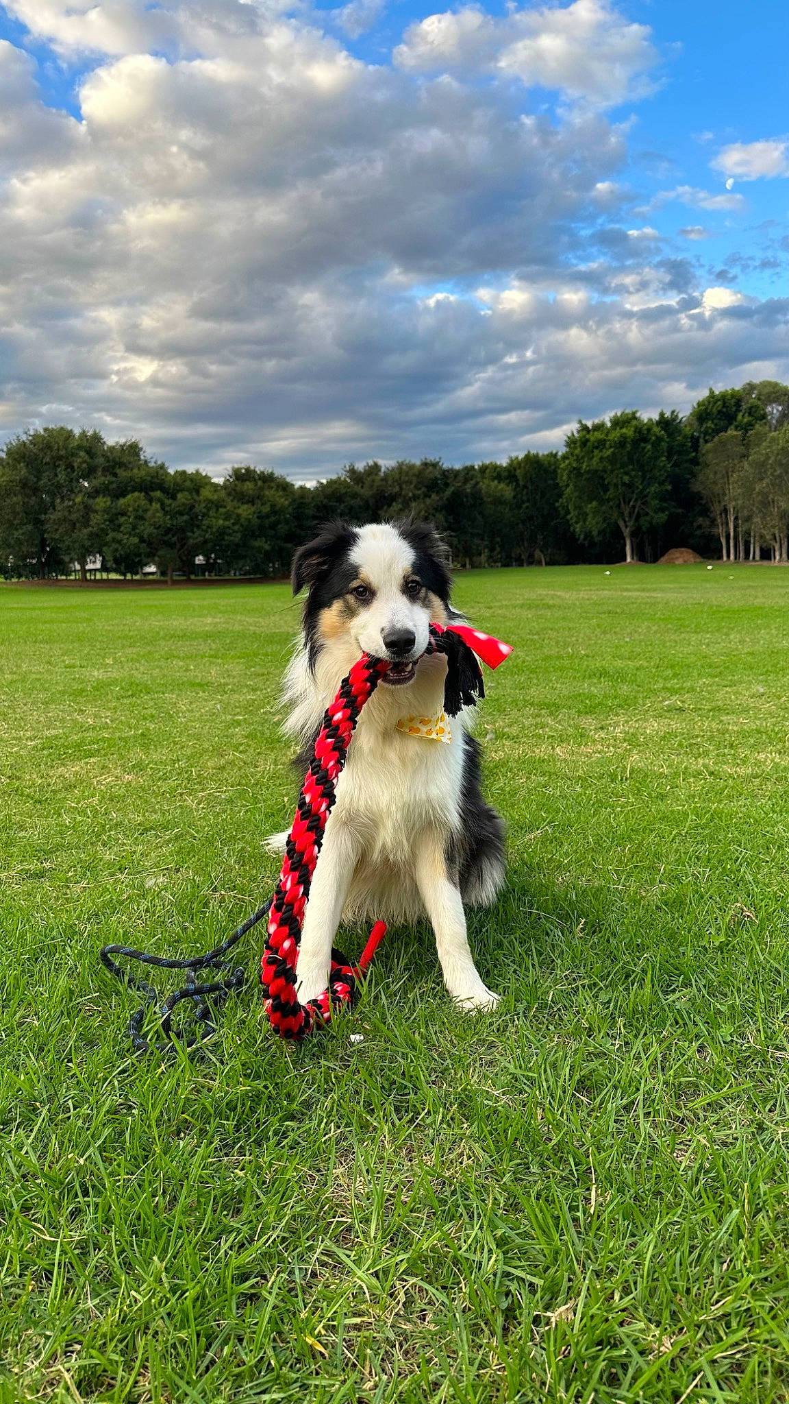 Kimchi joined the competition — help win amazing prizes! canidae, carnivore, cloud, collar, companion_dog, dog, dog_breed, dog_collar, dog_sports, dog_supply, grass, grassland, plant, recreation, sky, sporting_group, tail, toy_dog, tree, water_dog