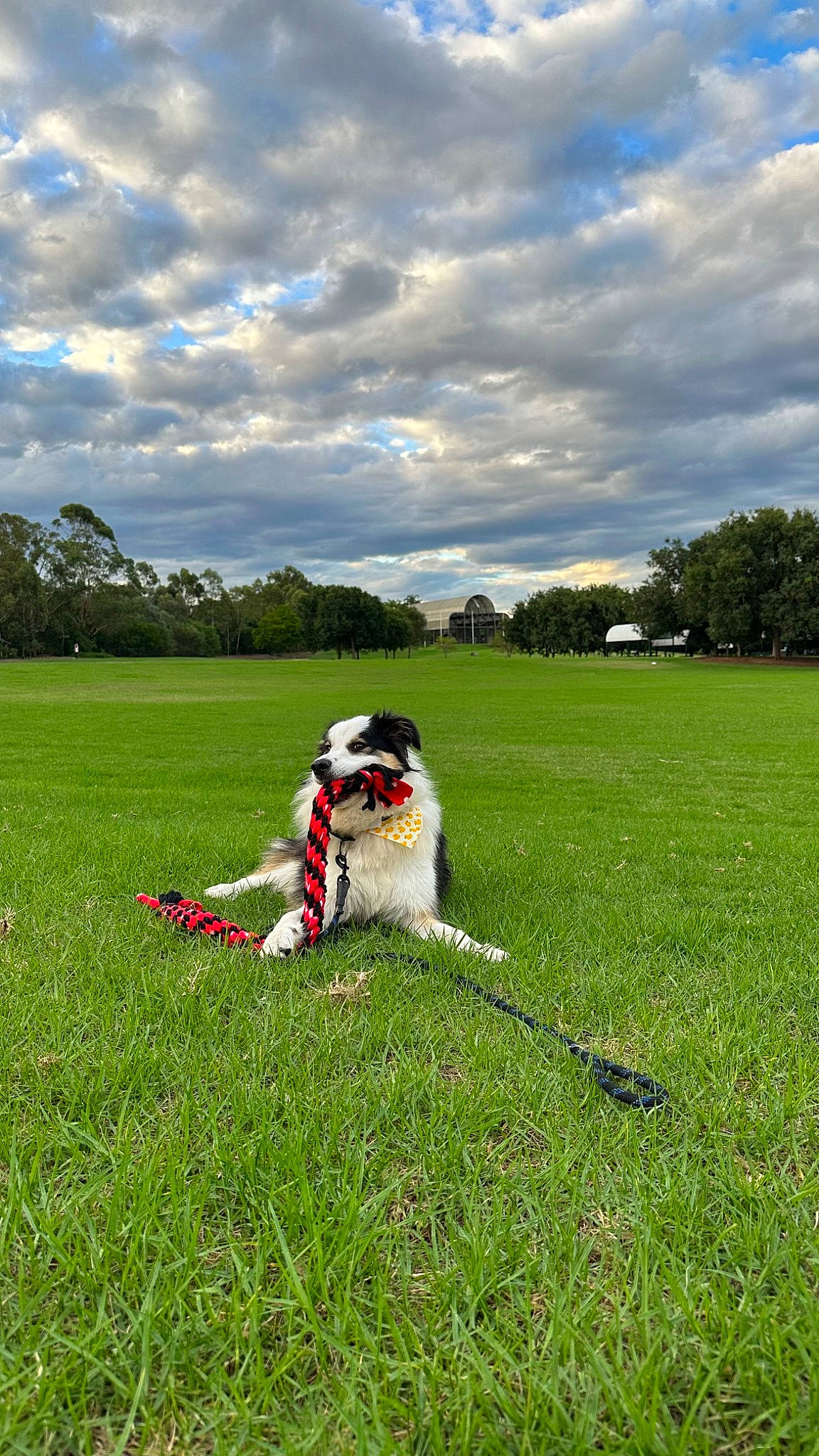 Kimchi is registered to the contest to win money with this photo: ball, carnivore, cloud, companion_dog, dog, dog_breed, grass, grassland, happy, lawn, leisure, meadow, people_in_nature, plant, prairie, recreation, sky, sports, sports_equipment, tree