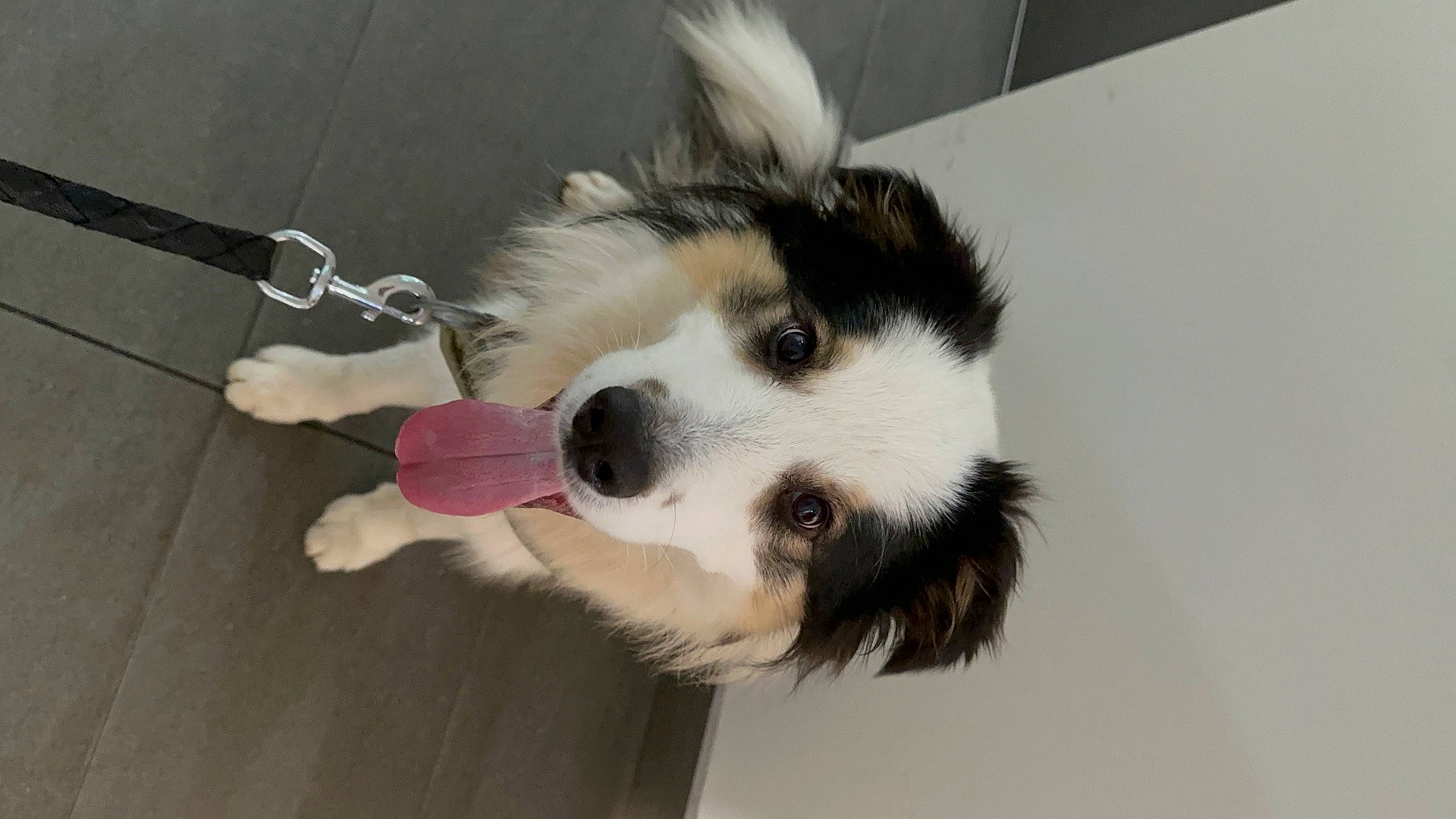 Kimchi is registered to the contest to win money with this photo: carnivore, claw, companion_dog, dog, dog_breed, dog_supply, fur, herding_dog, leash, non_sporting_group, paw, snout, tail, terrestrial_animal, toy_dog, whiskers, working_animal, working_dog