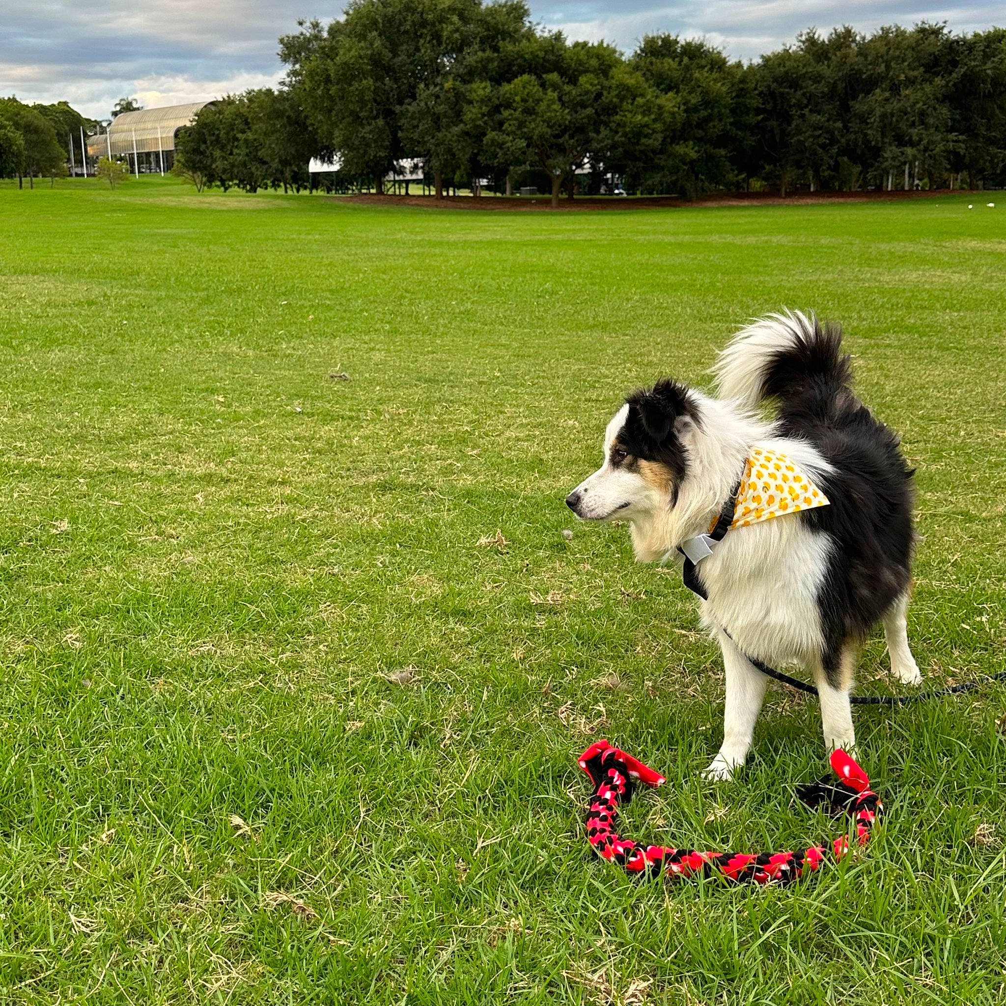 Kimchi is registered to the contest to win money with this photo: carnivore, cloud, collie, companion_dog, dog, dog_breed, dog_sports, grass, grassland, green, herding_dog, lawn, meadow, people_in_nature, plant, rough_collie, sky, sporting_group, tail, tree
