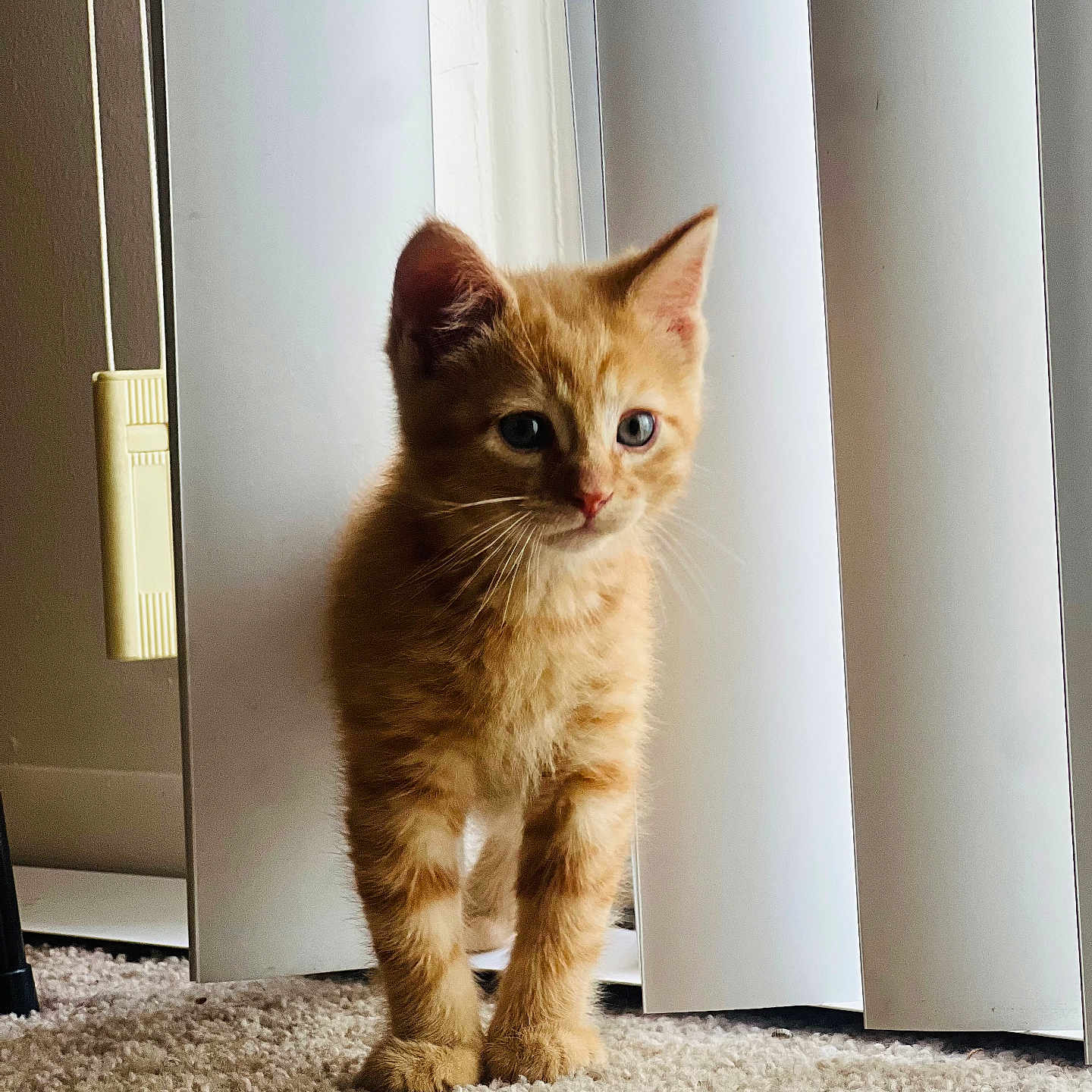 Cole B. Jack joined the competition — help win amazing prizes! alert, carpet, cat, curious, cute, domestic_animal, feline, fur, indoor, kitten, natural_light, orange_cat, pet, small_paws, standing, vertical_blinds, whiskers, window_covering, young_animal, young_cat