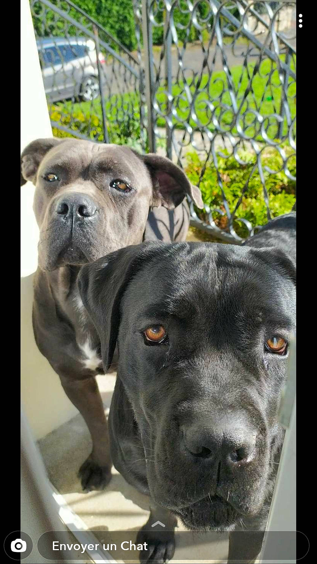 Prada participe au concours pour gagner de l'argent avec cette photo : alano_espanol, alaunt, american_pit_bull_terrier, american_staffordshire_terrier, bandog, bully_kutta, cane_corso, canidae, carnivore, dog, dog_breed, fawn, mammal, molosser, non_sporting_group, perro_de_presa_canario, snout, sporting_group, staffordshire_bull_terrier, vertebrate