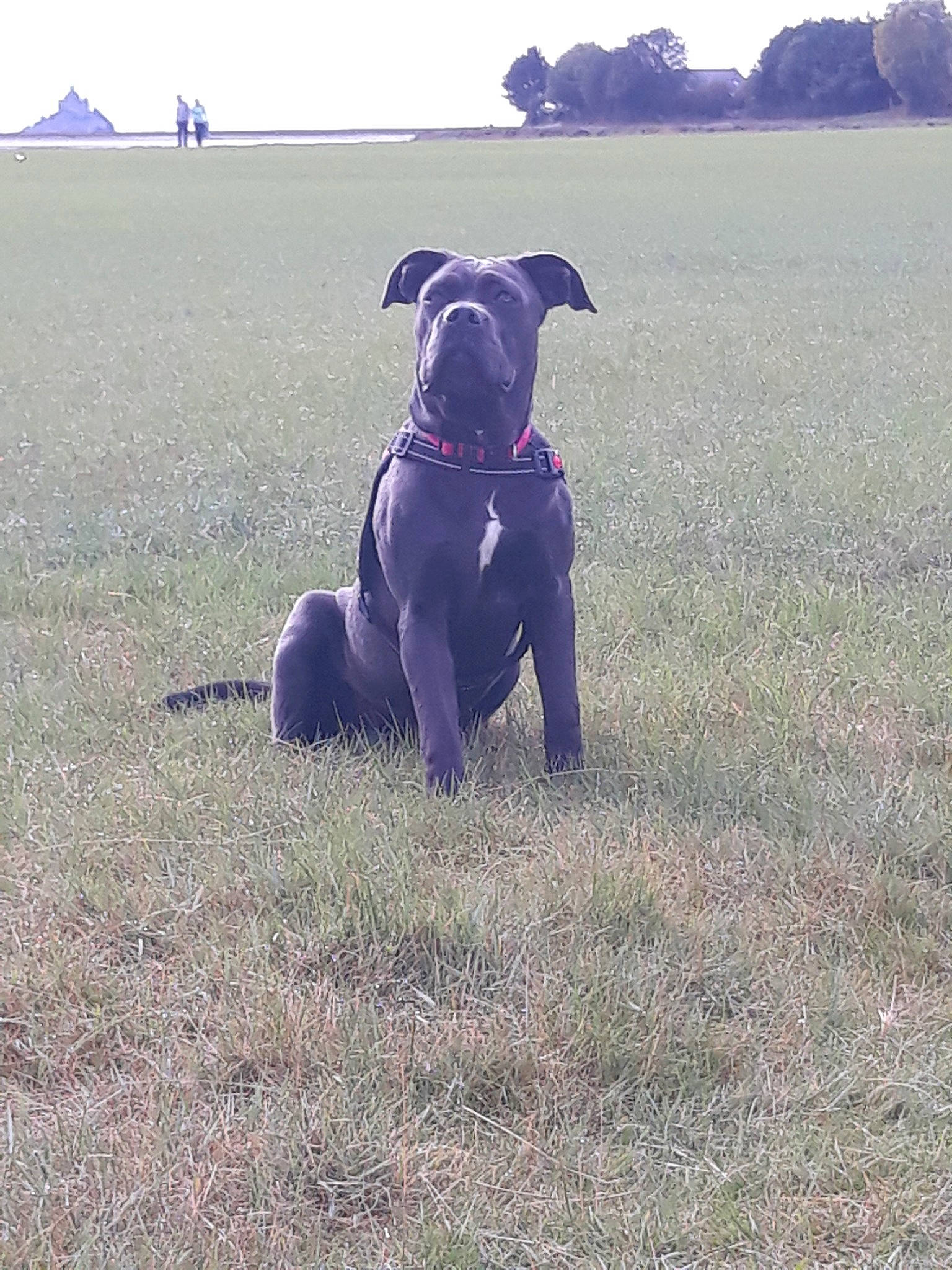 Prada participe au concours pour gagner de l'argent avec cette photo : american_pit_bull_terrier, bandog, canidae, carnivore, companion_dog, dog, dog_breed, dog_walking, grass, guard_dog, mammal, non_sporting_group, snout, sporting_group, staffordshire_bull_terrier, vertebrate