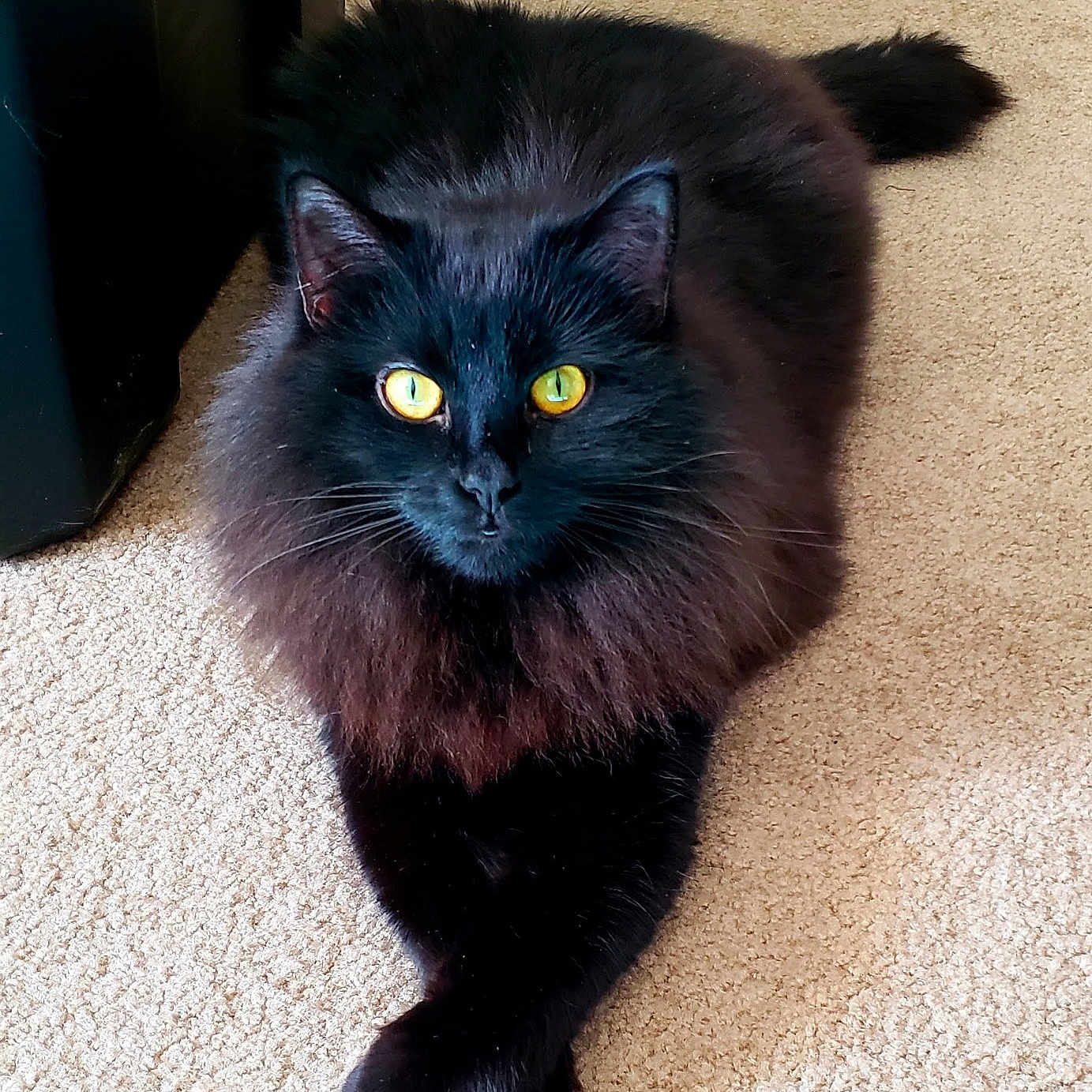 Mouthie joined the competition — help win amazing prizes! asian, asian_semi_longhair, black, black_cat, bombay, british_semi_longhair, carnivore, cat, domestic_long_haired_cat, domestic_short_haired_cat, eye, felidae, fur, iris, mammal, persian, small_to_medium_sized_cats, snout, vertebrate, whiskers