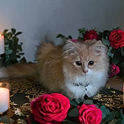 Dolly joined the competition — help win amazing prizes! animal, candles, cat, cozy, cute, decor, feline, flowers, fluffy, glowing, indoor, kitten, pet, portrait, romantic, roses, soft, still_life, table, warm_light