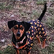 Bella is registered to the contest to win money with this photo: animal, architecture, backyard, building, canine, chihuahua, clothing, coat, dog, fitness, grass, hound, nature, outdoors, pet, plant, puppy, shelter, sport, workingout