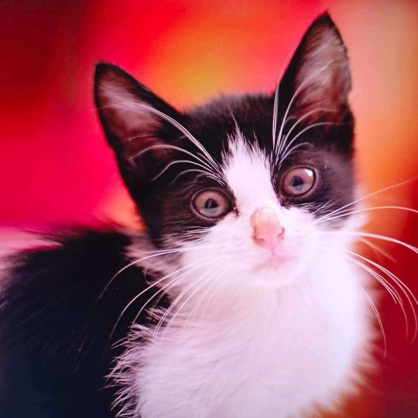Plume a rejoint le concours — aidez-le/la à gagner de superbes lots ! animal, black_and_white, cat, close_up, curious, cute, ears, eyes, face, feline, fur, indoor, kitten, muzzle, pet, portrait, small, soft, whiskers, young