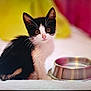 kitten, black_and_white, cat, pet, food_bowl, metal_bowl, indoor, soft_surface, bed, white, yellow, pink, cute, small, fur, whiskers, ears, eyes, domestic_animal, animal