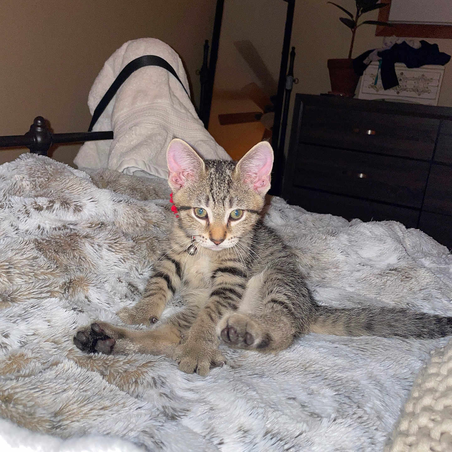 Rhaenyra is registered to the contest to win money with this photo: abyssinian, animal, bed, bedroom, blanket, cabinet, cat, couch, cushion, drawer, furniture, homedecor, indoors, kitten, linen, manx, pet, plant, room, wood