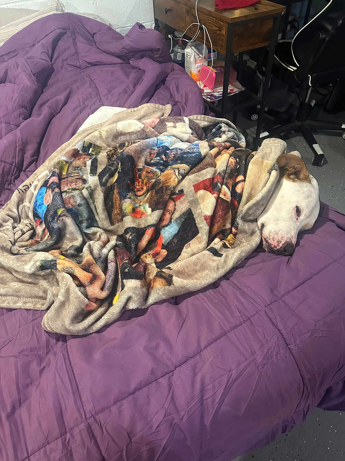 Jr joined the competition — help win amazing prizes! dog, blanket, bed, purple_comforter, sleeping, cozy, indoor, wooden_nightstand, chair, floor, sleepy, resting, fur, animal, pet, comfort, room, household, relaxing, peaceful