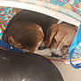 Nakshatra joined the competition — help win amazing prizes! animal, bag, beagle, blue_strap, brown_white, colorful, cozy, curled_up, cute, dog, fabric, floral_pattern, indoor, pet, puppy, resting, sleeping, small_dog, snug, soft_surface