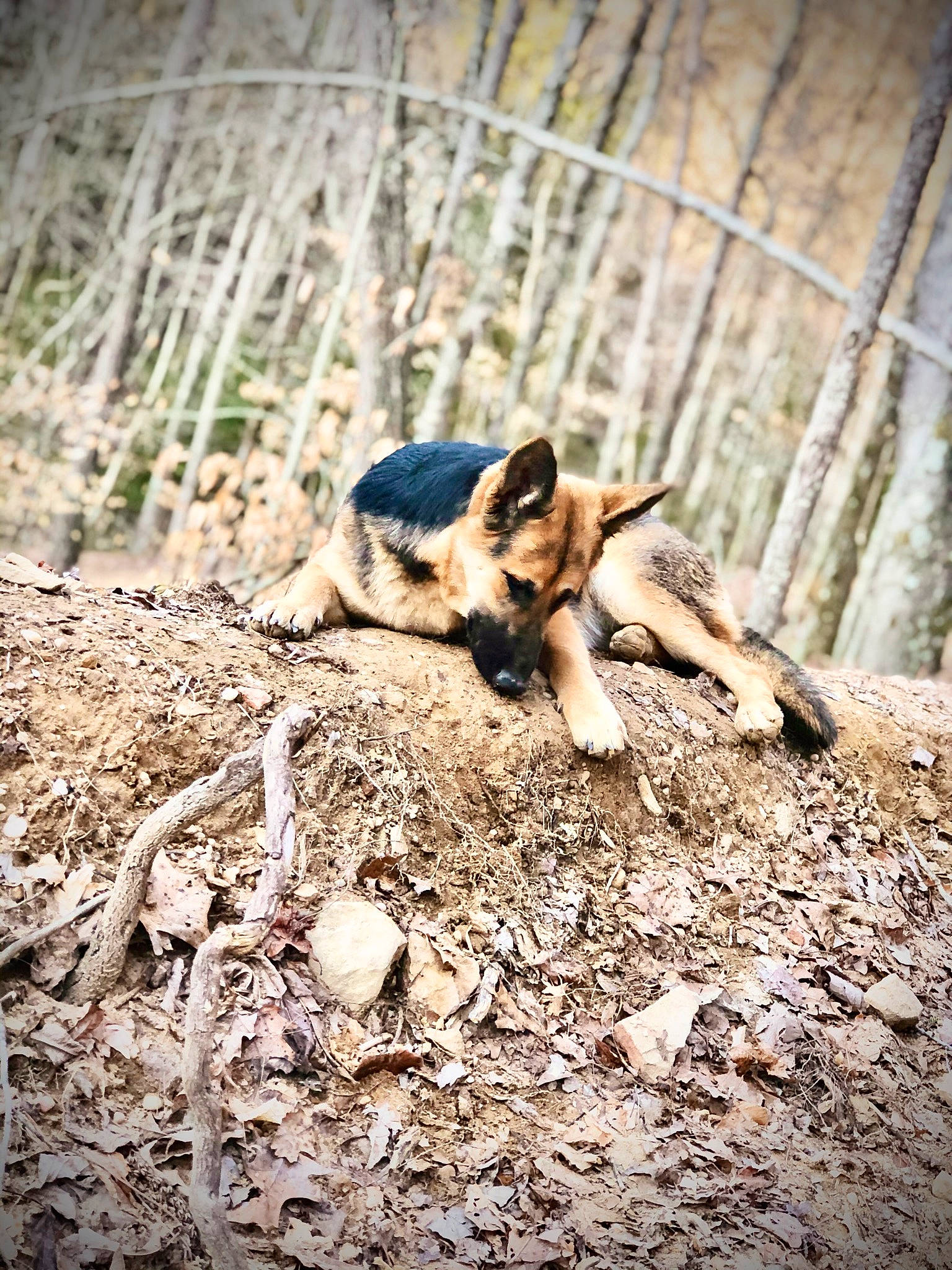 Josie is registered to the contest to win money with this photo: canidae, carnivore, dog, dog_breed, german_shepherd_dog, puppy, snout, soil, street_dog, wood