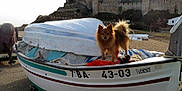 Teddy participe au concours pour gagner de l'argent avec cette photo : adventure, animal, blanket, boat, castle, daylight, dog, fortress, fur, historic, leash, nature, outdoor, pet, shore, sky, small_dog, travel, tree, watercraft