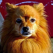 Teddy a rejoint le concours — aidez-le/la à gagner de superbes lots ! adorable, animal, brown, canine, close_up, dog, ears, expression, face, fluffy, fur, golden, looking, muzzle, nature, outdoor, pet, portrait, sunlight, whiskers