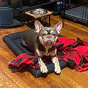 Bruno joined the competition — help win amazing prizes! dog, french_bulldog, pet, animal, portrait, sitting, lying_down, bed, blanket, red_blanket, food_bowl, indoor, home, living_room, hardwood_floor, furniture, kennel, ears, brown_coat, serious_expression