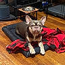 dog, french_bulldog, pet, animal, portrait, sitting, lying_down, bed, blanket, red_blanket, food_bowl, indoor, home, living_room, hardwood_floor, furniture, kennel, ears, brown_coat, serious_expression