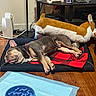 Bruno is registered to the contest to win money with this photo: dog, french_bulldog, sleeping, lying_down, pet, wrinkled_face, short_coat, brown_dog, indoor, home, dog_bed, blanket, plush_toy, trophies, television, table, wood_floor, feeding_bowl, puppy_pad, relaxed