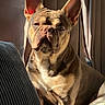 Bruno is registered to the contest to win money with this photo: dog, french_bulldog, pet, animal, canine, sitting, portrait, indoors, sofa, couch, cushion, curtains, window, sunlight, ears, wrinkles, short_coat, brown, cream, serious_expression