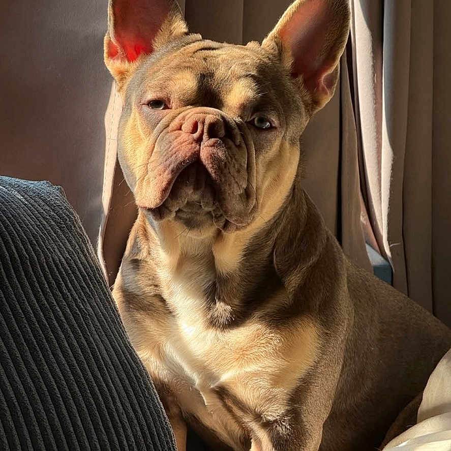 Bruno