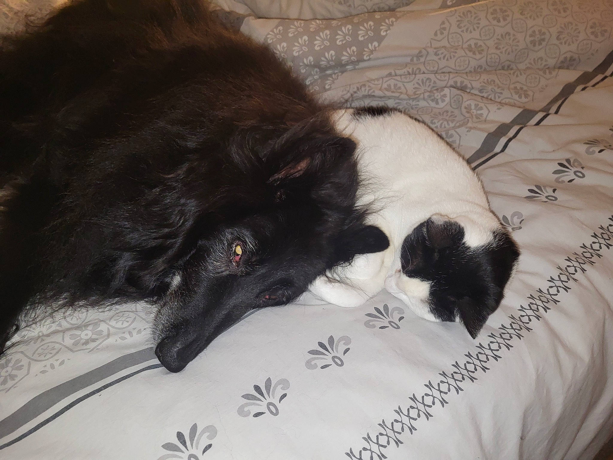 Naia participe au concours pour gagner de l'argent avec cette photo : borador, canidae, carnivore, claw, comfort, companion_dog, dog, dog_breed, fur, laptop, snout, sporting_group, terrestrial_animal, whiskers, working_animal