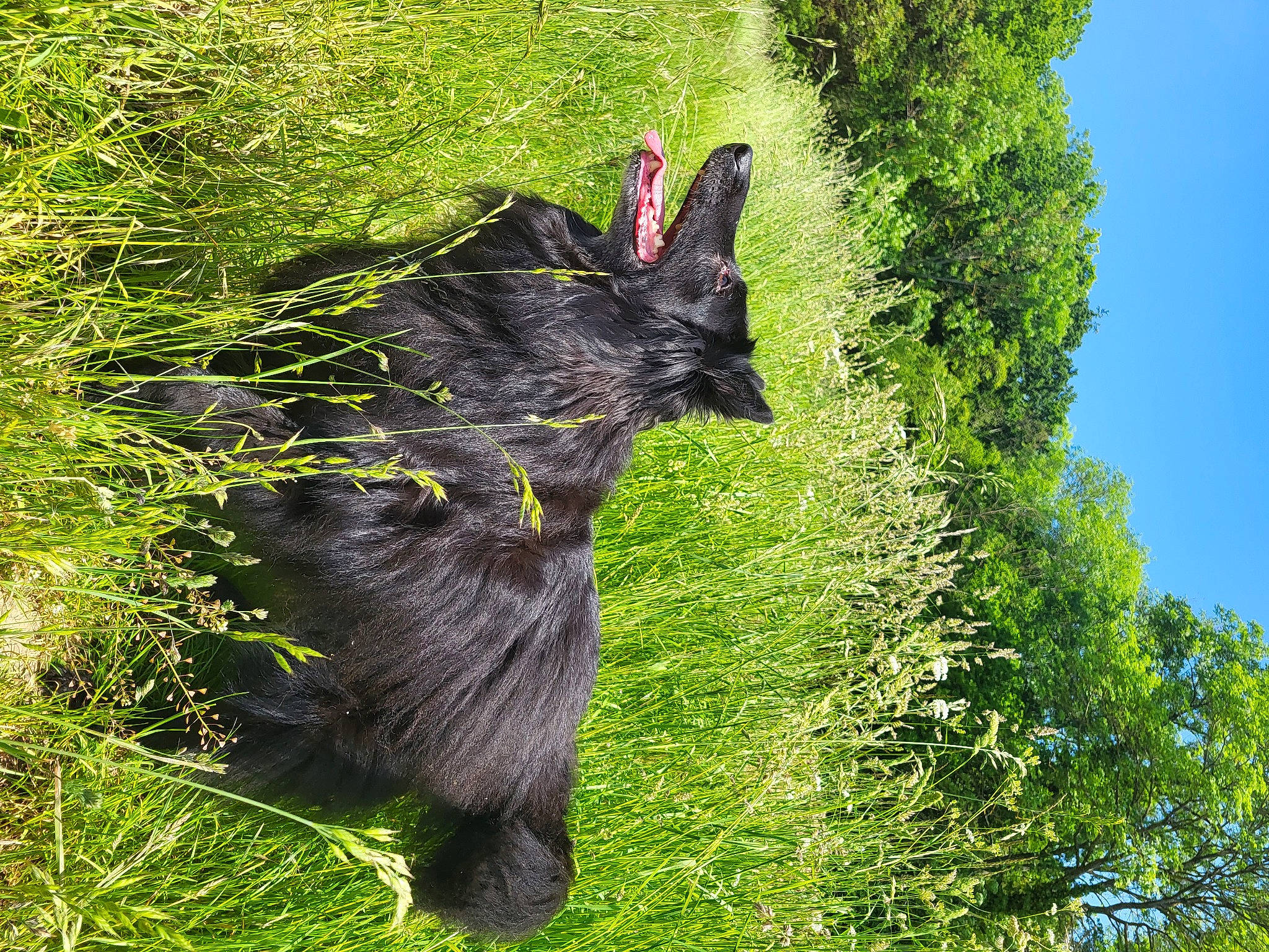Luna participe au concours pour gagner de l'argent avec cette photo : carnivore, dog, dog_breed, felidae, grass, groundcover, nature, plant, shrub, sky, small_to_medium_sized_cats, spring, tail, terrestrial_animal, tree, trunk, vegetation, wildlife, woody_plant, working_animal