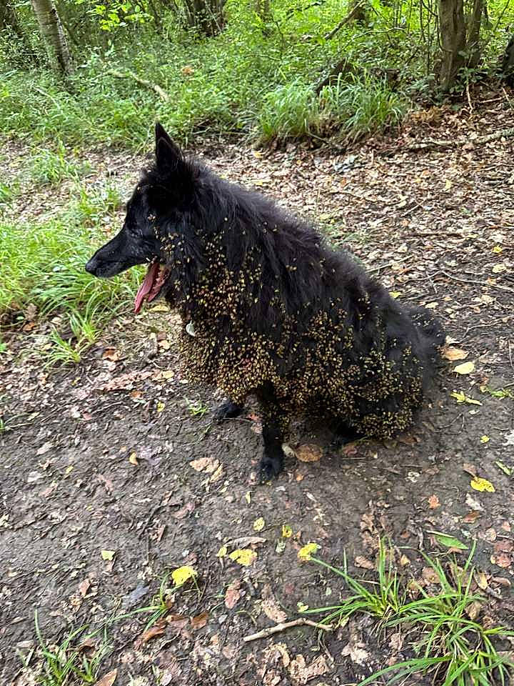 Luna participe au concours pour gagner de l'argent avec cette photo : black_norwegian_elkhound, canidae, canis, carnivore, dog, dog_breed, grass, herding_dog, plant, snout, soil, sporting_group, tail, terrestrial_animal, tree, trunk, water_dog, wolf, working_animal, working_dog