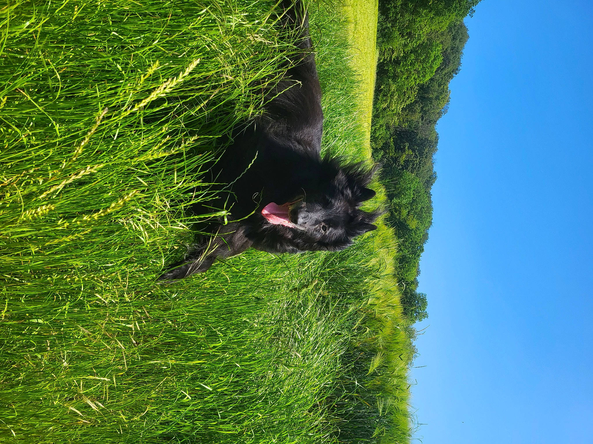 Luna participe au concours pour gagner de l'argent avec cette photo : carnivore, dog, dog_breed, grass, grassland, groundcover, landscape, pasture, people_in_nature, plant, shrub, sky, slope, sporting_group, tail, terrestrial_plant, tree, trunk, vegetation, wildlife
