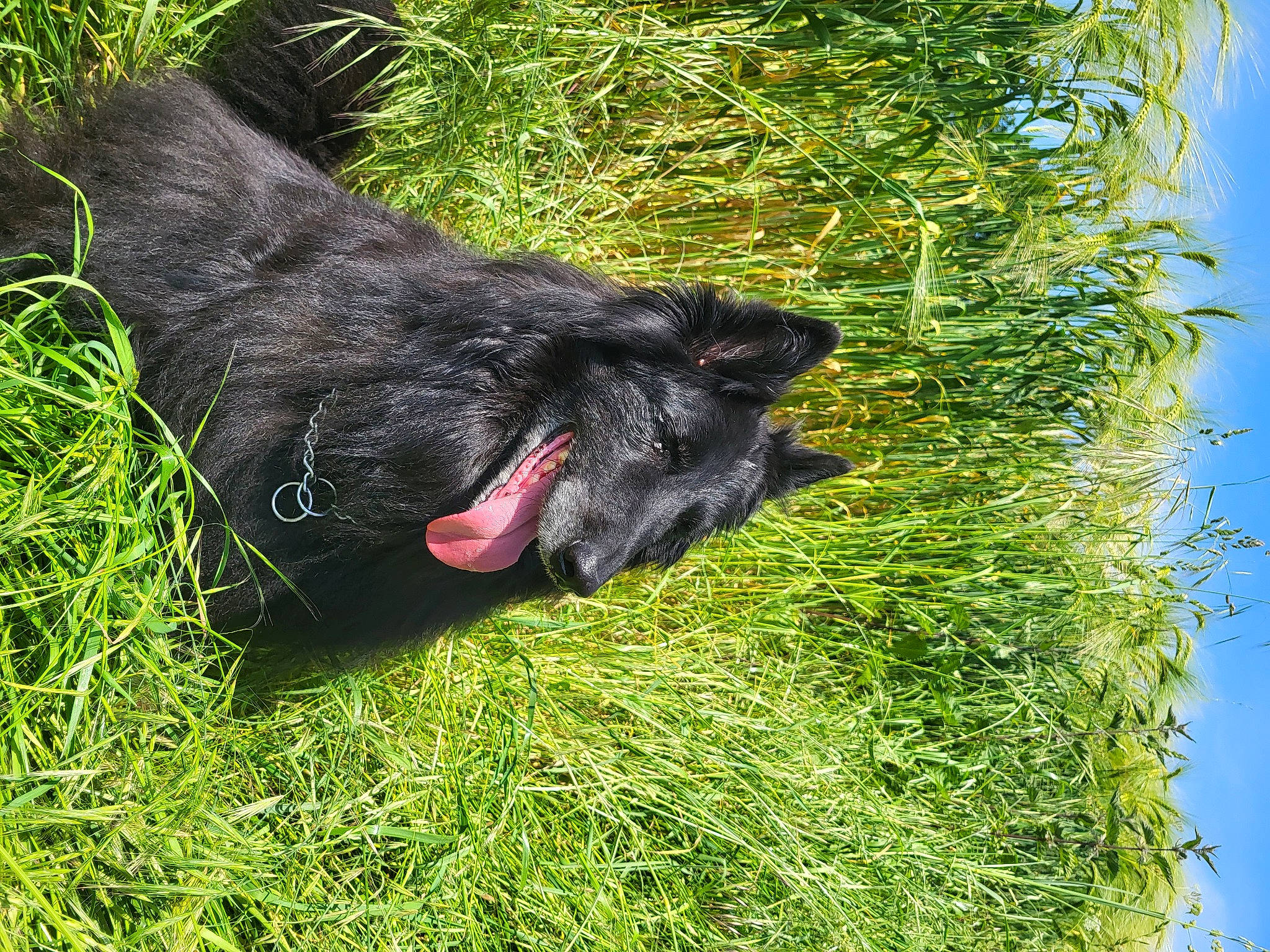 Luna a rejoint le concours — aidez-le/la à gagner de superbes lots ! canidae, carnivore, companion_dog, dog, dog_breed, felidae, foot, fur, grass, grassland, liver, plant, primate, snout, sporting_group, standard_poodle, tail, terrestrial_animal, water_dog, working_animal