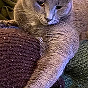 Peter joined the competition — help win amazing prizes! cat, grey_cat, paw, claws, knitted_blanket, stretching, relaxed, indoor, feline, fur, close_up, cozy, resting, animal, pet, whiskers, ears, claw, soft_texture, home