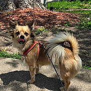 Mischeif is registered to the contest to win money with this photo: animal, brown_fur, canine, cute, daylight, dog, fluffy_tail, grass, harness, leash, nature, outdoor, pet, shadow, sidewalk, small_dog, sunlight, tongue_out, tree, walking