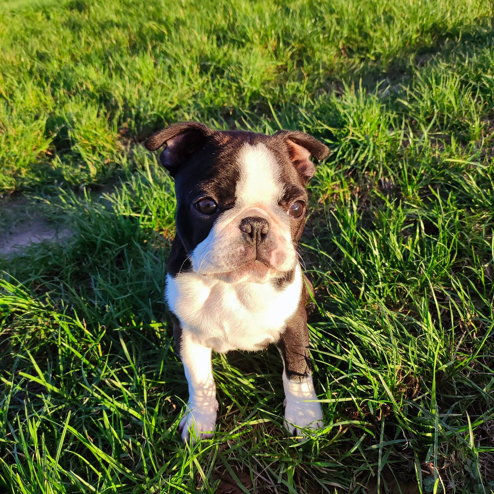 Yoki participe au concours pour gagner de l'argent avec cette photo : adventure, ancient_dog_breeds, boston_terrier, bulldog, carnivore, companion_dog, dog, dog_breed, fawn, grass, grassland, groundcover, molosser, non_sporting_group, plant, terrestrial_animal, toy_dog, tree, whiskers, working_animal