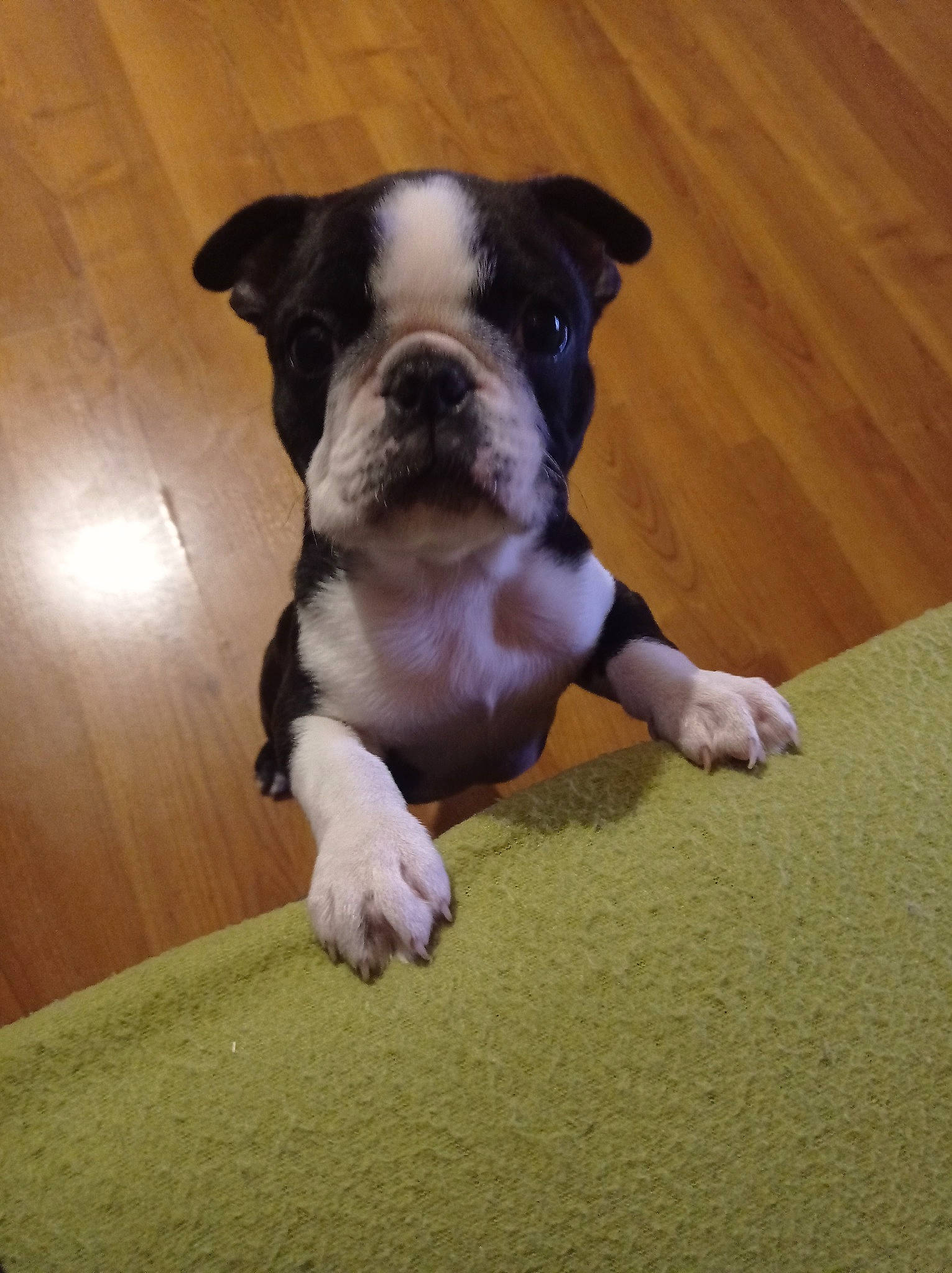 Yoki a rejoint le concours — aidez-le/la à gagner de superbes lots ! bored, boston_terrier, bulldog, canidae, carnivore, companion_dog, dog, dog_breed, eye, fawn, grass, hardwood, molosser, puppy_love, snout, sporting_group, toy_dog, whiskers, wood, working_animal