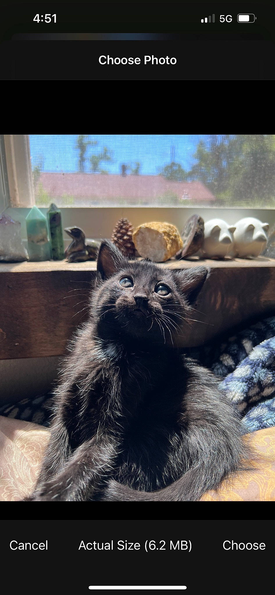 Cleocatra is registered to the contest to win money with this photo: black_cat, carnivore, cat, claw, comfort, domestic_short_haired_cat, felidae, fur, grey, paw, plant, small_to_medium_sized_cats, snout, tail, terrestrial_animal, tints_and_shades, tree, whiskers, wildlife, window