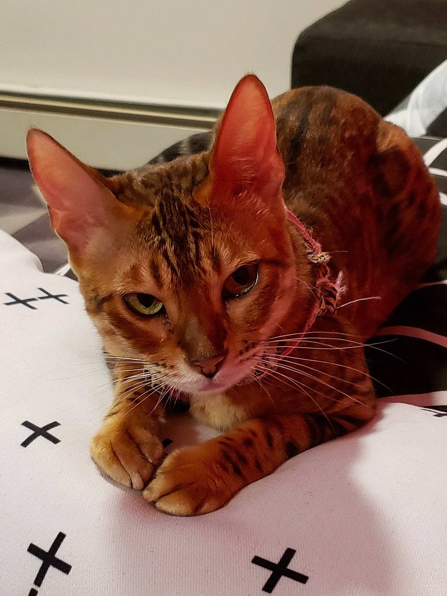 Alyssa joined the competition — help win amazing prizes! american_shorthair, asian, bengal, california_spangled, carnivore, cat, domestic_short_haired_cat, dragon_li, egyptian_mau, european_shorthair, felidae, kitten, mammal, ocicat, small_to_medium_sized_cats, snout, sokoke, tabby_cat, toyger, whiskers