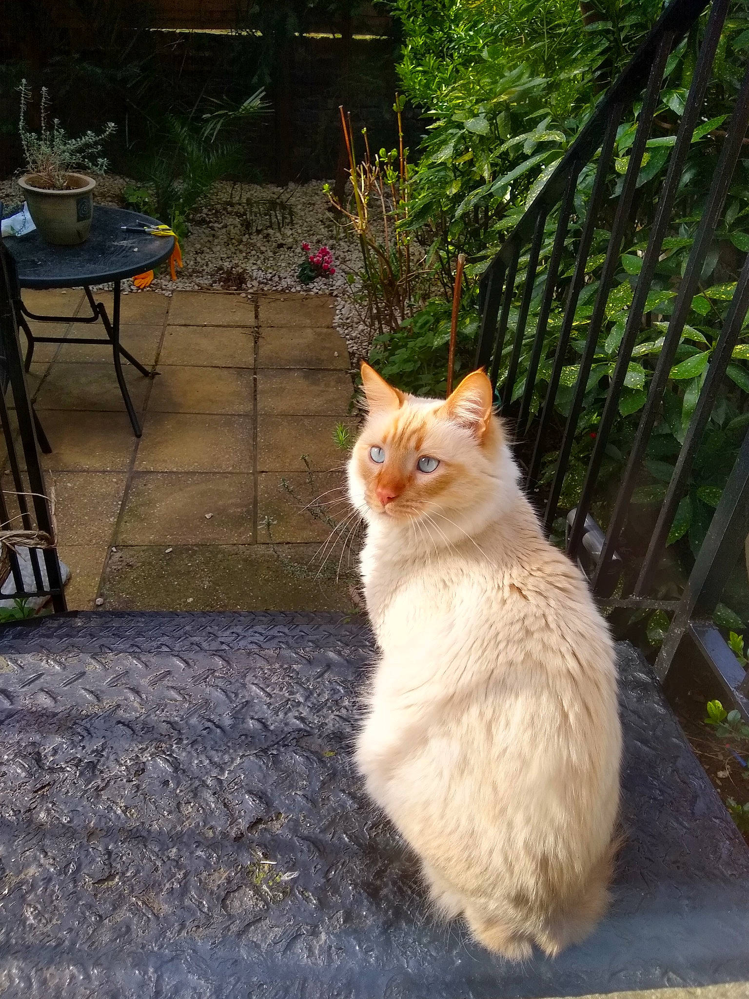 Creamy is registered to the contest to win money with this photo: art, asphalt, carnivore, cat, domestic_short_haired_cat, fawn, felidae, flooring, grass, outdoor_furniture, outdoor_table, plant, road_surface, sidewalk, small_to_medium_sized_cats, snout, tail, tree, whiskers, wood