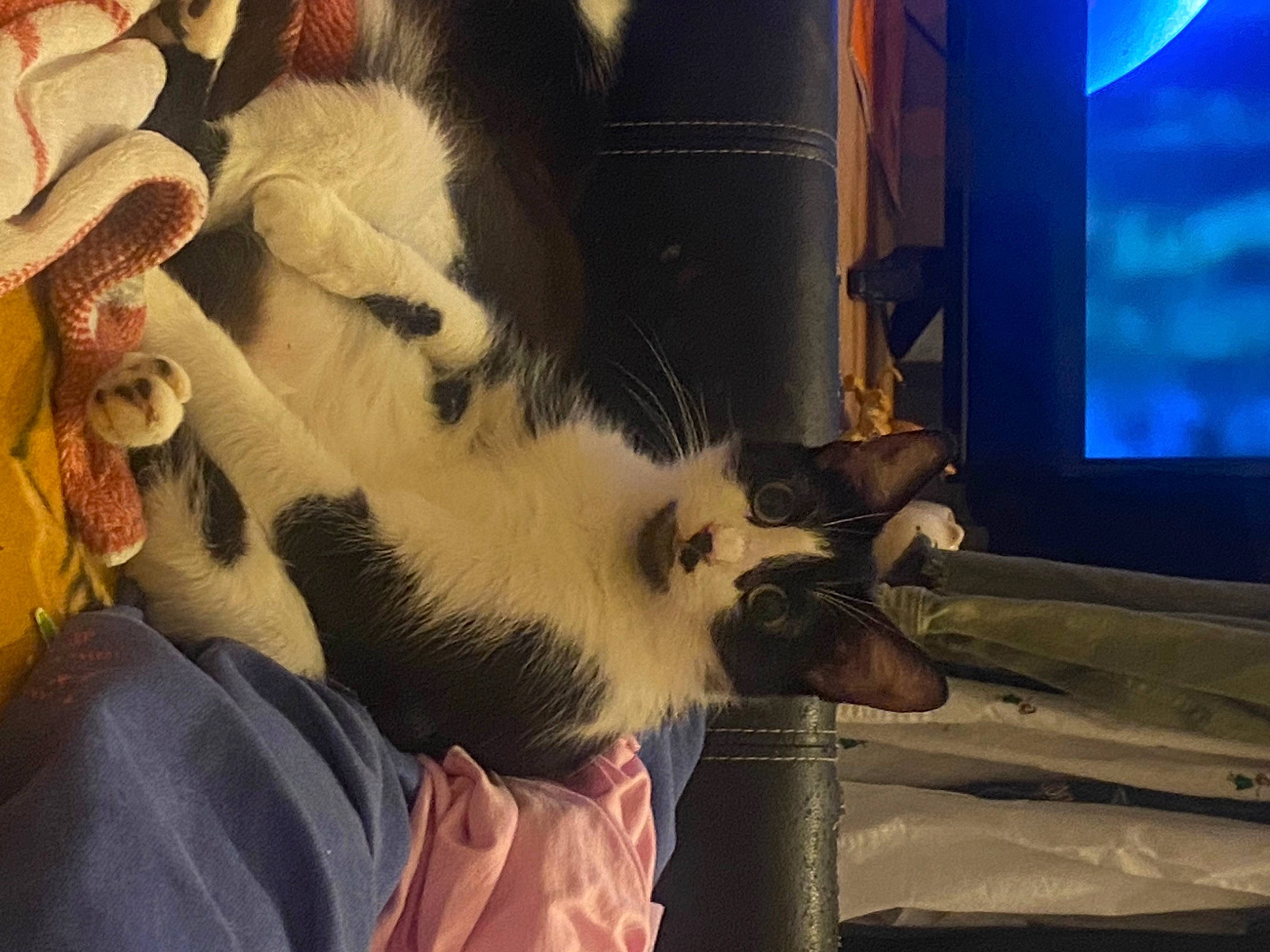 Bokatan joined the competition — help win amazing prizes! art, carnivore, cat, claw, comfort, companion_dog, dog_breed, domestic_short_haired_cat, felidae, flat_panel_display, fur, gadget, human_leg, multimedia, paw, small_to_medium_sized_cats, tail, television, television_set, whiskers