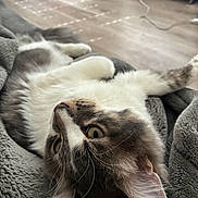 Caesar is registered to the contest to win money with this photo: animal, blanket, cat, closeup, cozy, curious, cute, domestic, ears, face, fur, furry, home, indoor, lying_down, pet, radiator, relaxed, whiskers, wooden_floor